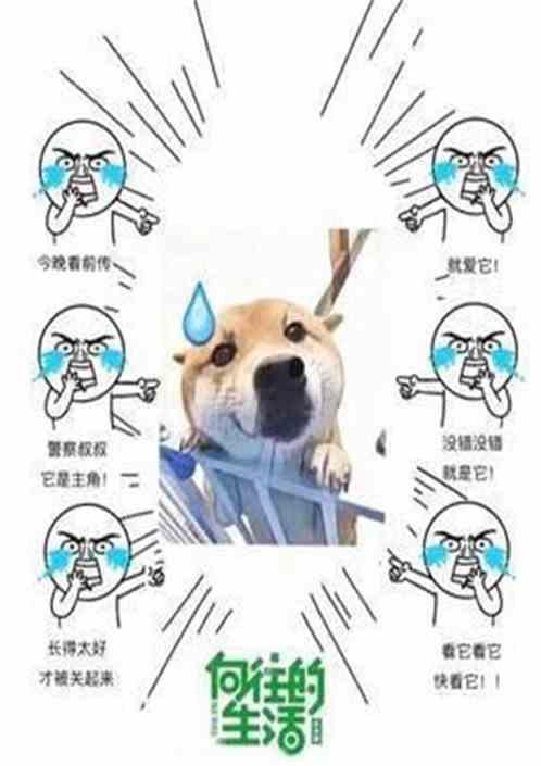 向往的生活之很宠妹全集