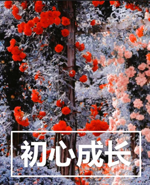 初心成长团入党第一件事