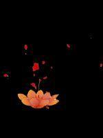 快穿各路boss强势宠