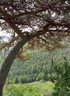 安家立业打一准确动物